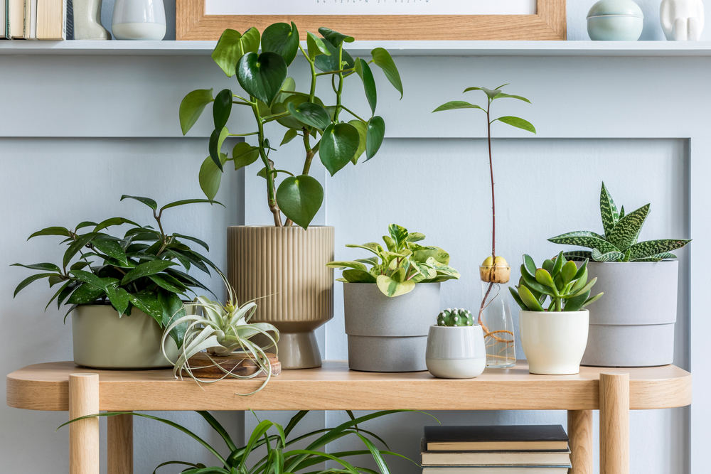 Apartment with plants